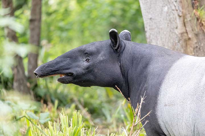 Tapir