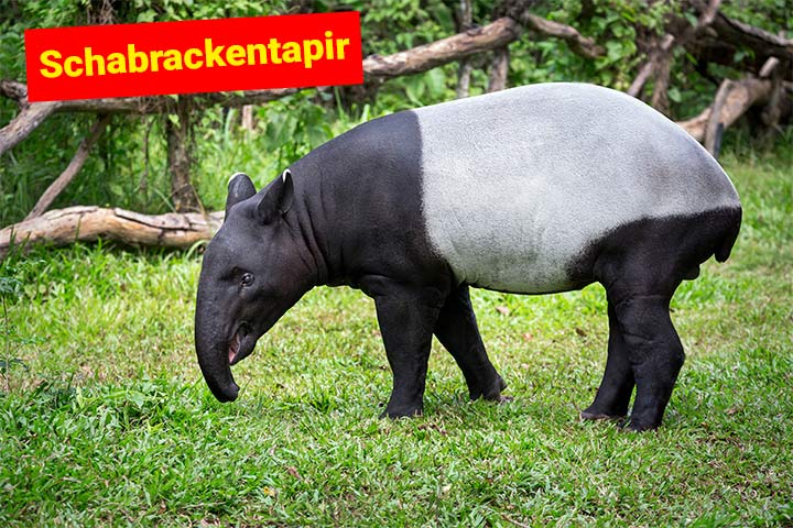 Schabrackentapir