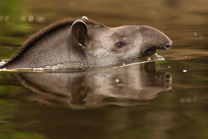 Tapir