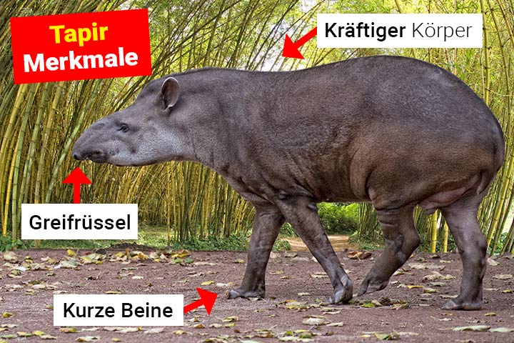 Tapir