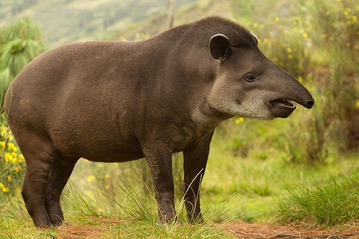 Bergtapir