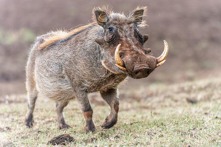 Warzenschwein