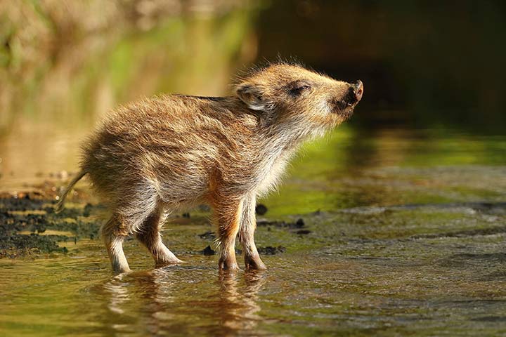 Wildschwein