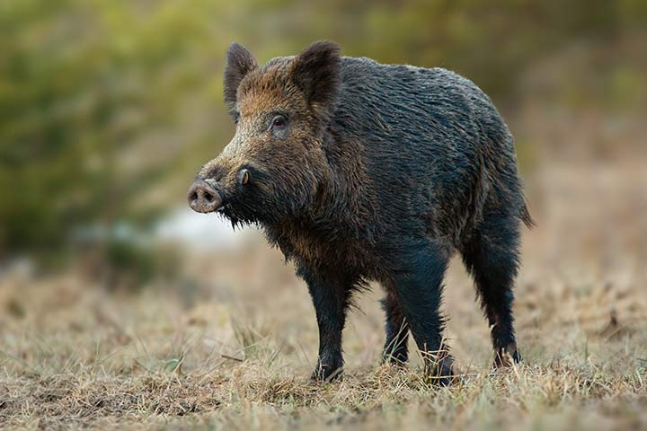 Wildschwein