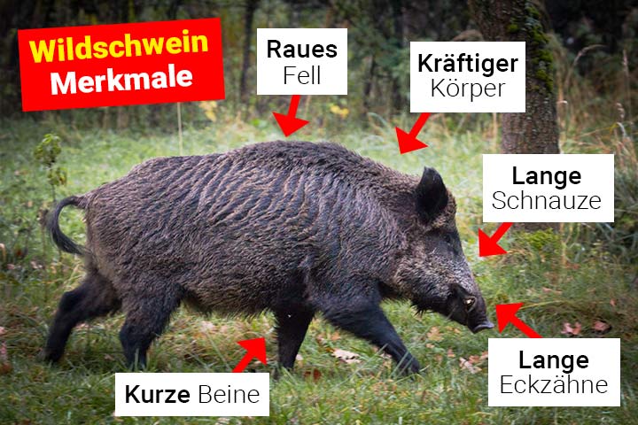 Wildschwein Merkmale