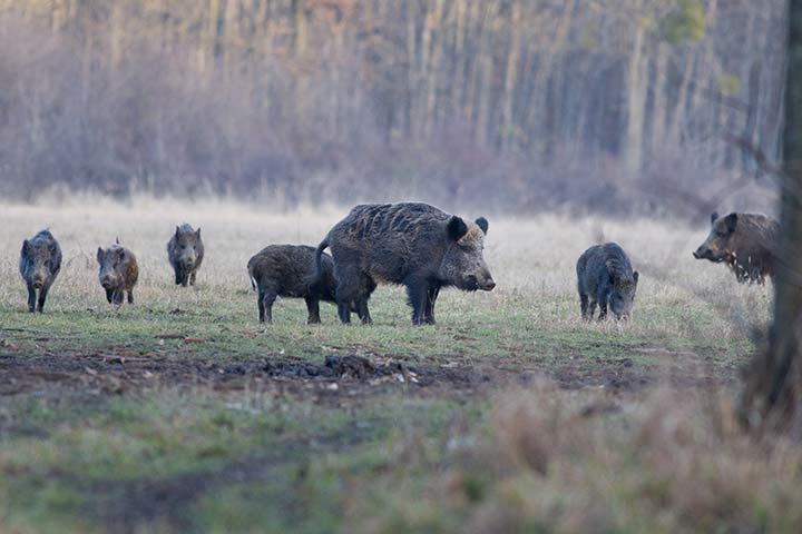 Wildschweine
