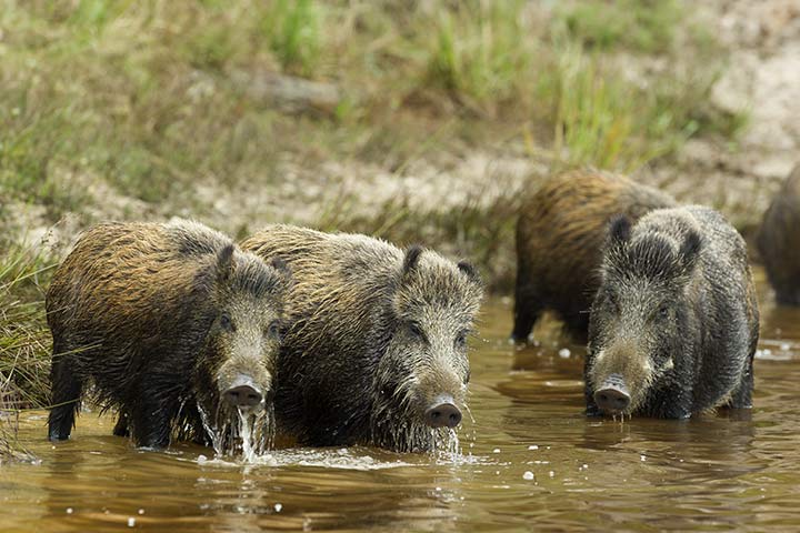 Wildschwein