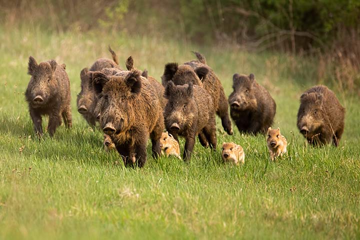 Wildschwein