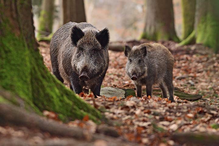 Wildschwein