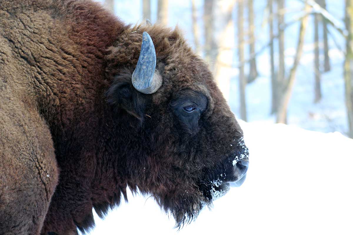 Wisent