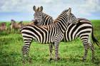 Forscher wissen jetzt, warum Zebra-Streifen so gut gegen Mücken helfen