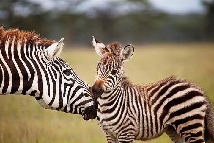 Zebrafohlen