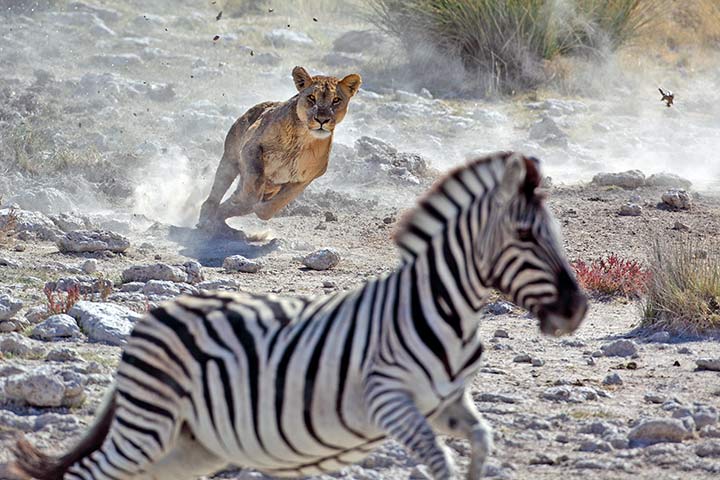 Zebra und Löwe