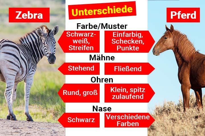 Zebra oder Pferd – Wo ist der Unterschied?