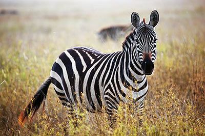 zebra huftiere