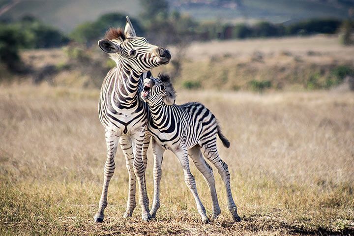 Zebra