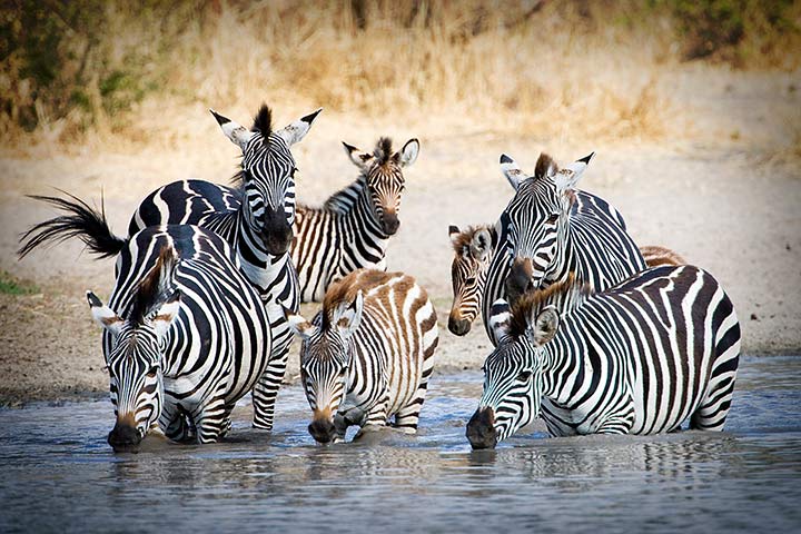 Zebras am Wasserloch