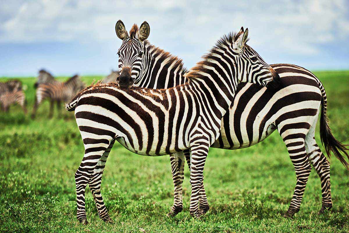 Zebraherde