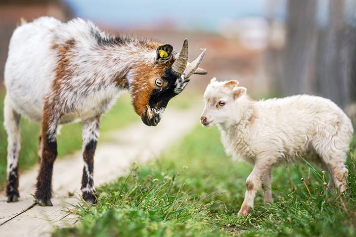 Weibliche Ziege mit ihrem Baby