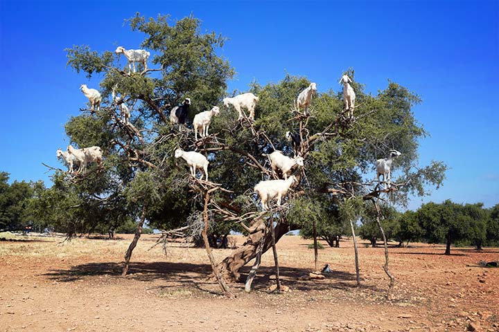 Ziegen in Nordafrika klettern in Bäume, um an leckere Blätter zu kommen
