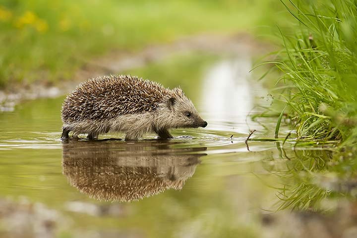 Igel