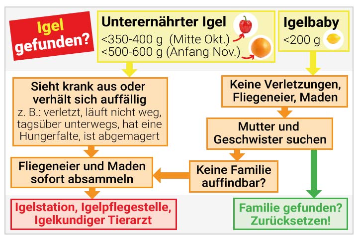 Igel gefunden - Was tun?