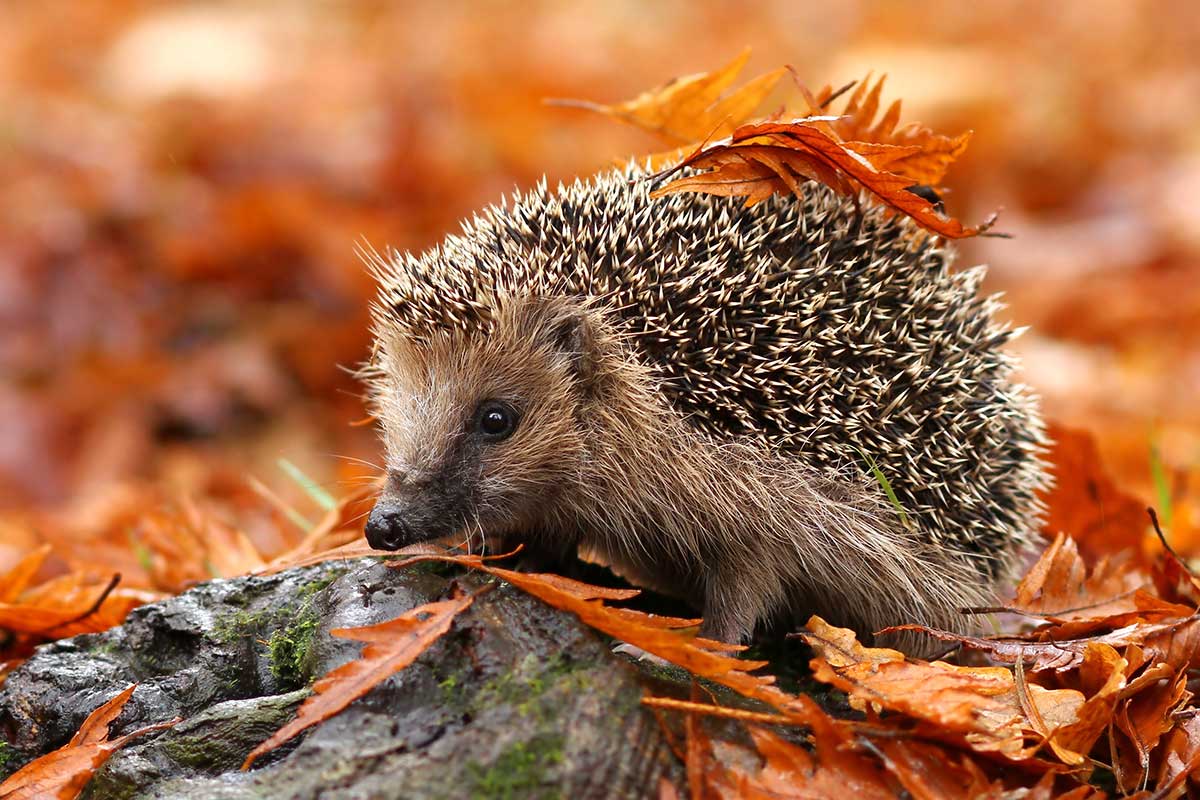 Igel im Herbst