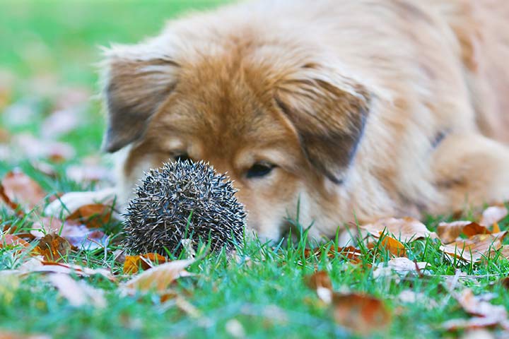 Eingerollter Igel und Hund