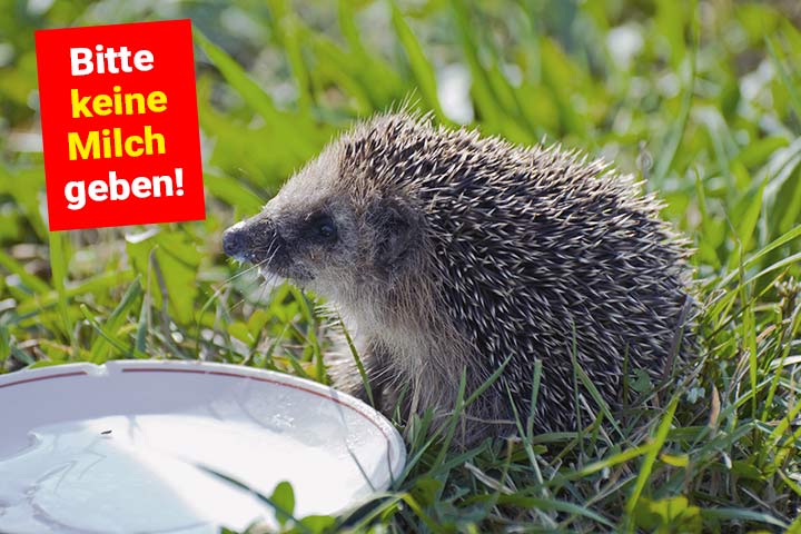 Igel vertragen keine Milch