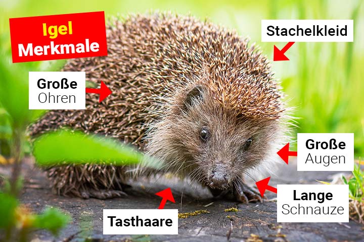 Igel Merkmale
