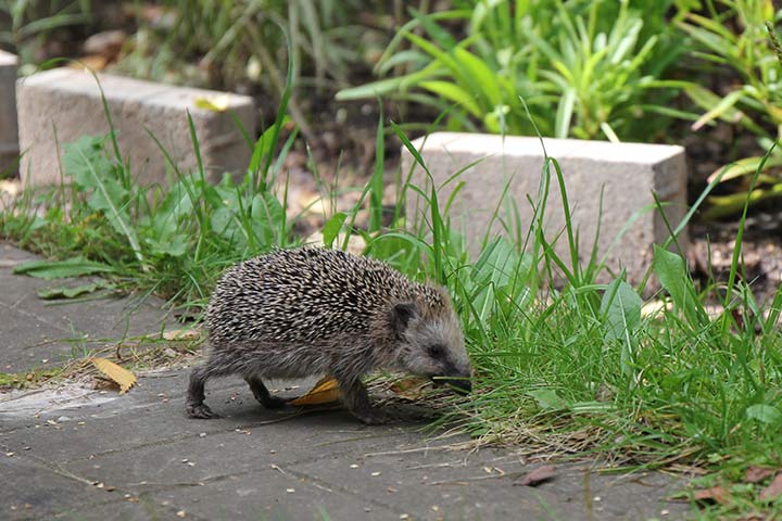 Igel auf Nahrungssuche