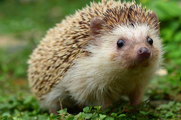 Igel