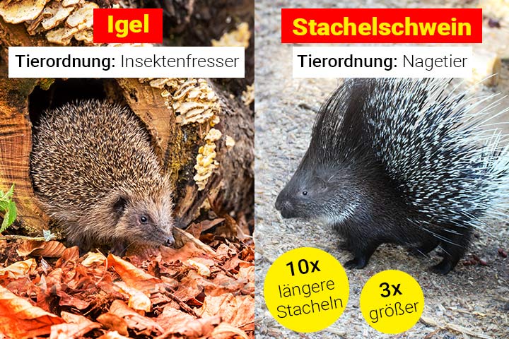 Igel oder Stachelschwein - Wo ist der Unterschied?