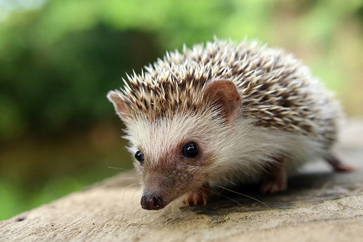 Igel