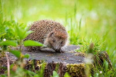 Igel-Steckbrief
