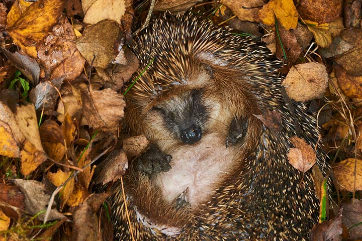 Schlafender Igel