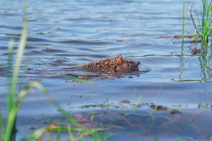 Schwimmender Igel