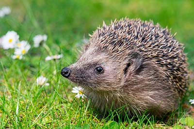 Igel-Steckbrief