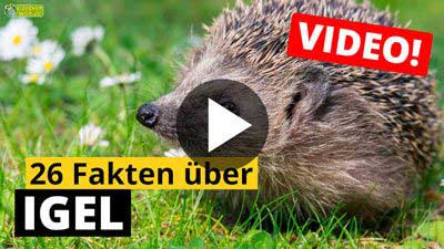 Igel-Video - 26 Fakten über Igel