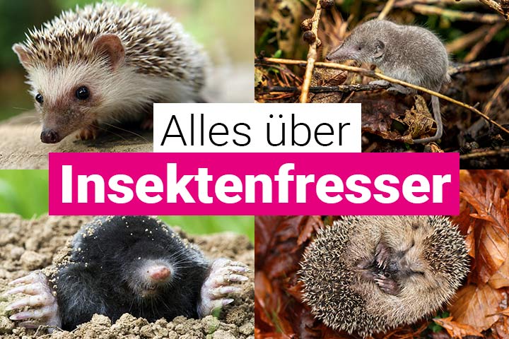 Alles über Insektenfresser