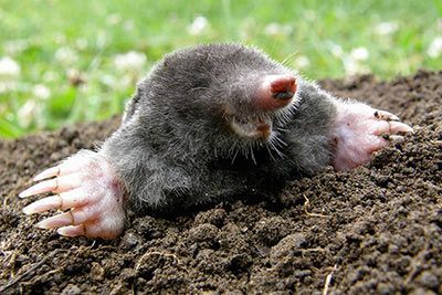 Maulwurf