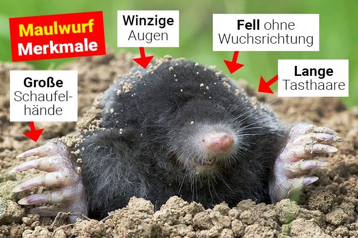 Maulwurf Merkmale