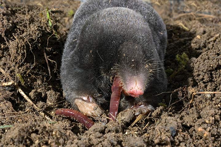 Maulwurf mit Regenwurm