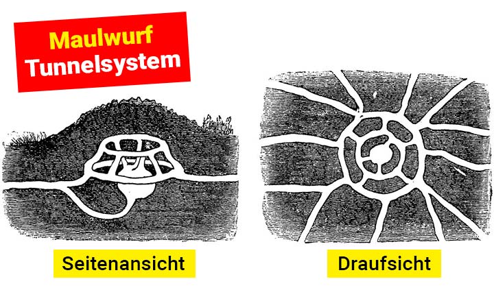 Maulwurf Tunnelsystem