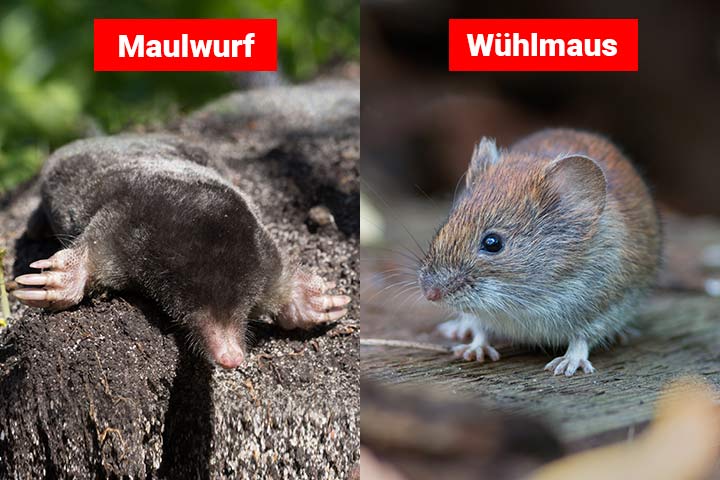 Maulwurf oder Wühlmaus – Wo ist der Unterschied?
