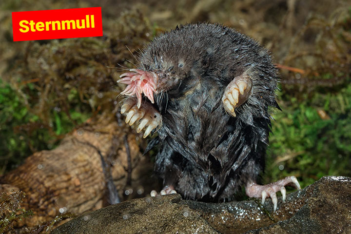 Sternmull