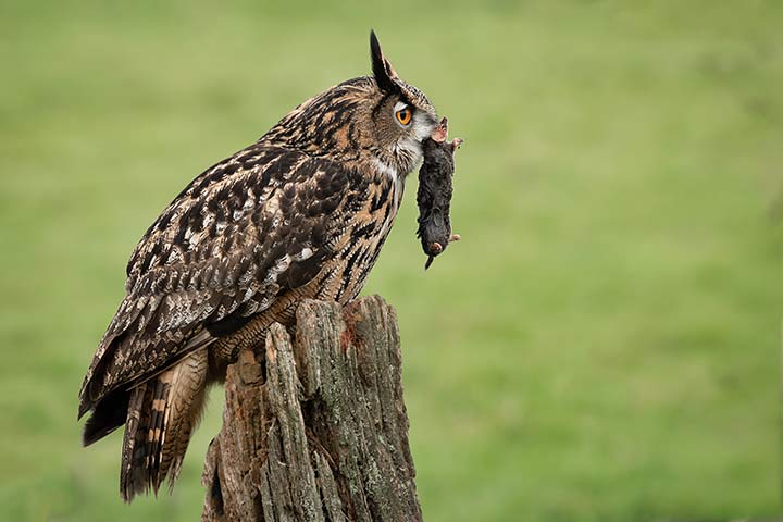 Uhu mit Maulwurf