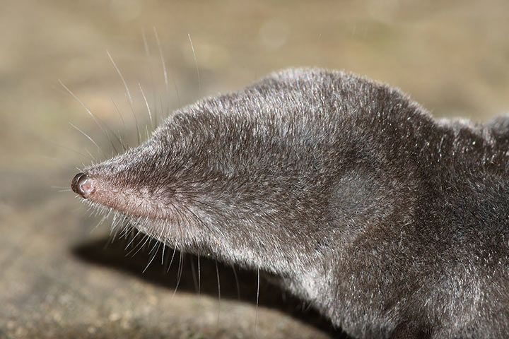 Nördliche Kurzschwanzspitzmaus