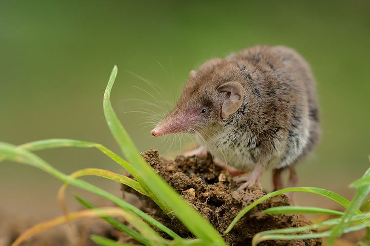 Gartenspitzmaus