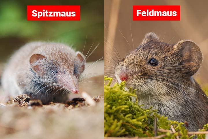Spitzmaus oder Feldmaus - Wo ist der Unterschied?